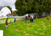 People pick pumpkins from a field where they are strewn around. A barn is in the background.