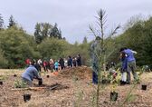 People planting trees in park.
