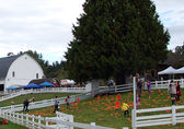 Pumpkins Kelsey Creek Farm Fair.jpg