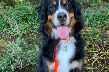 Photo of dog on leash on trail 