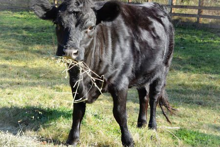 Image of black cow on green grass, eating hay and staring at camera