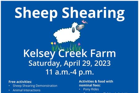 Sheep Shearing event is April 29 at Kelsey Creek Farm