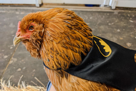 Image of brown chicken, side view, wearing a Batman cape