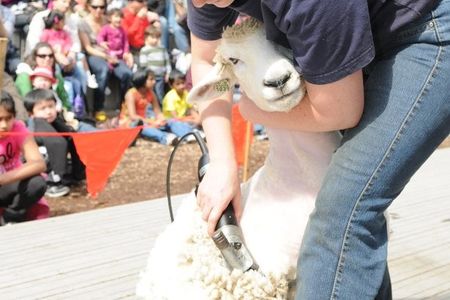 image of sheep being shorn in at KCF Sheep Shearing event 