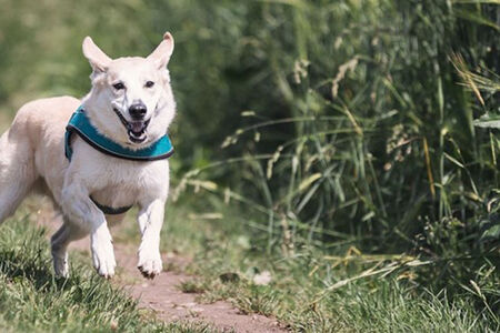 image of dog running outside, while off-leash