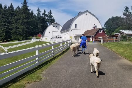 Person walking sheep in to barn