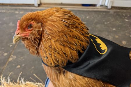 Chicken in a batman cape