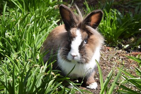 Brown fluffy bunny in a garden