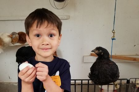 Child holding egg next to chicken