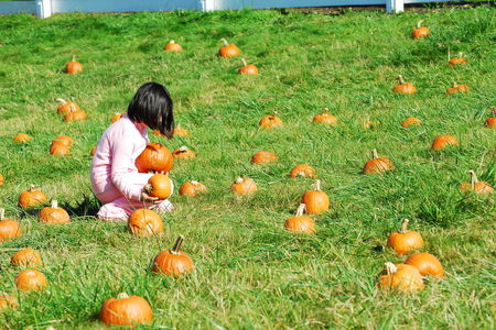 Young girl picking up pumpkins in a field of pumpkins