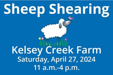 Sheep Shearing Kelsey Creek Farm Saturday, April 27th 11am-4pm