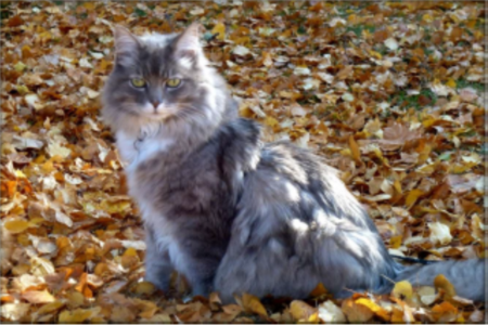 Image of gray cat, outdoors, during autumn 