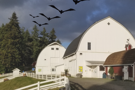 Image of Bats Flying Above Barns