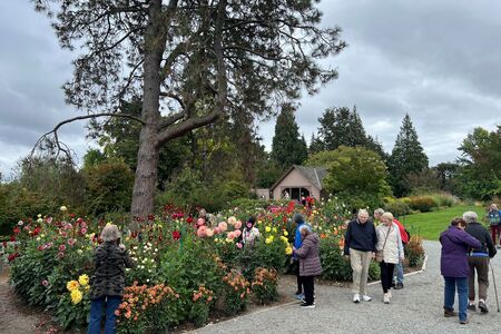 Group of seniors looking at flower bed at Bellevue Botanical Garden community event