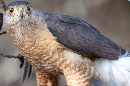 Hawk perches on branch