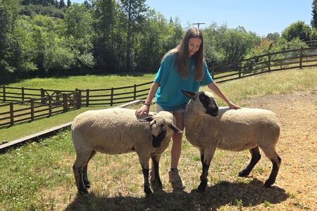 Image of a teen volunteer with sheep