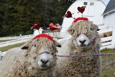 Image of Sheep in a Pasture