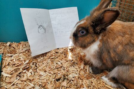 Bunny reading a letter