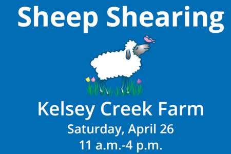 Sheep Shearing Kelsey Creek Farm Saturday, April 25 11 a.m.-4 p.m.