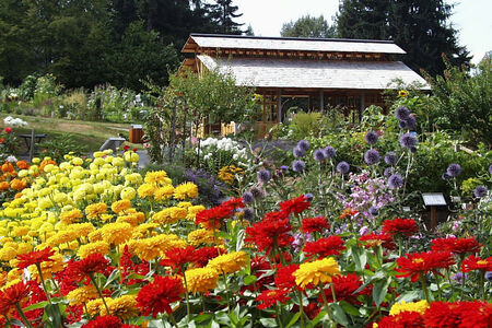 Lake Hills Greenbelt flowers