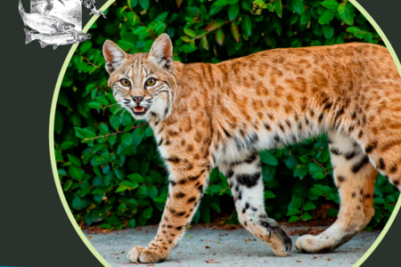 Natural Resources program guide cover featuring a cheetah and a salmon illustration