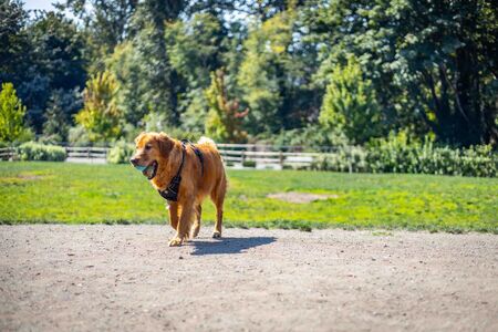 Dog runs through off-leash dog park in Bellevue