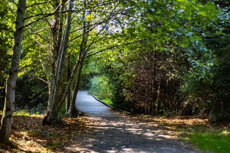 Lewis Creek Park bridge surrounded by trees