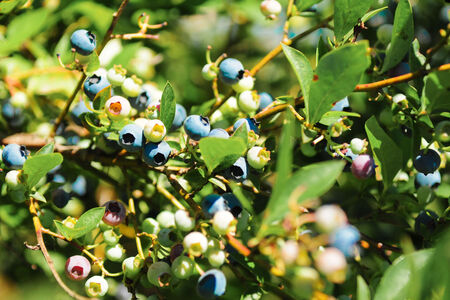 Blueberries