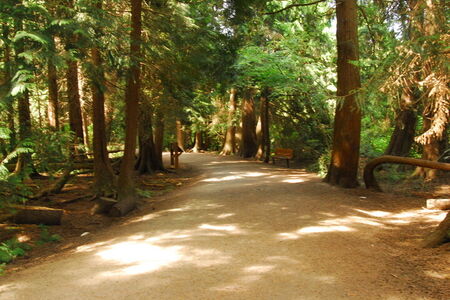 treelined dirt pathway at Lake Hills Greenbelt Park