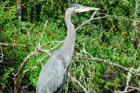 Heron at Mercer Slough during the day