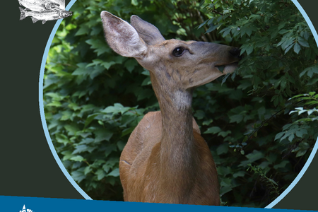 Natural Resources September through December guide cover featuring a deer in greenery