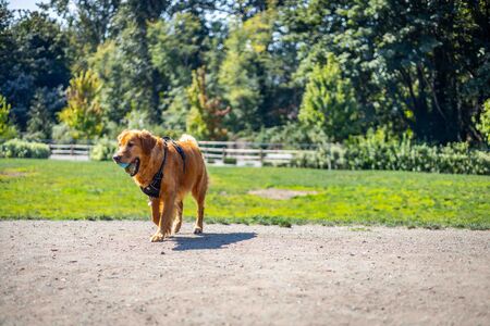 Dog carrying toys runs through off-leash dog park in Bellevue