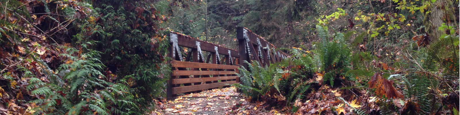 Coal Creek Natural Area trail