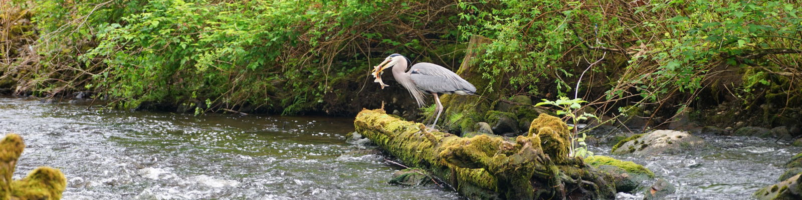 Great blue heron eating a fish