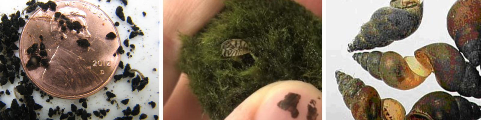 New Zealand Mudsnails and Zebra Mussels