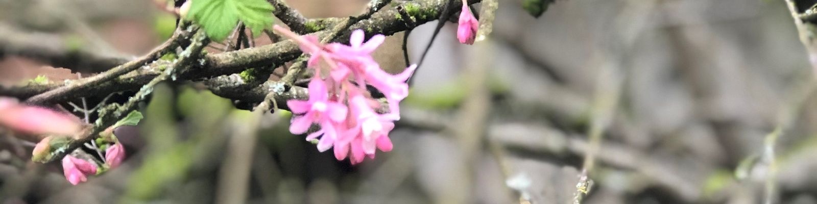 Spring red flowering currant