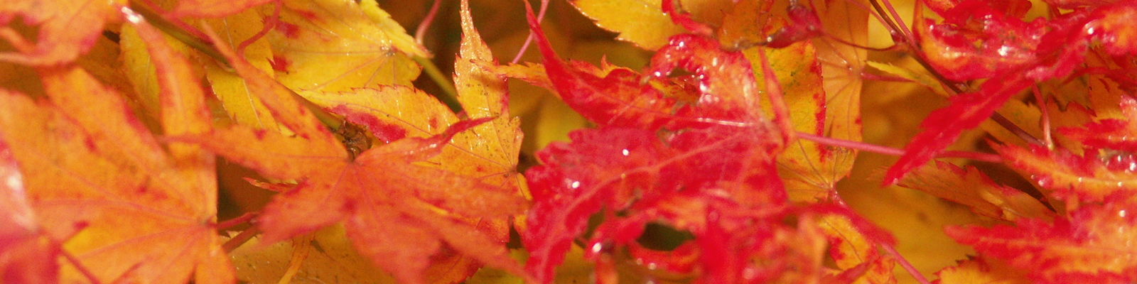 image of leaves in fall colors of orange and red