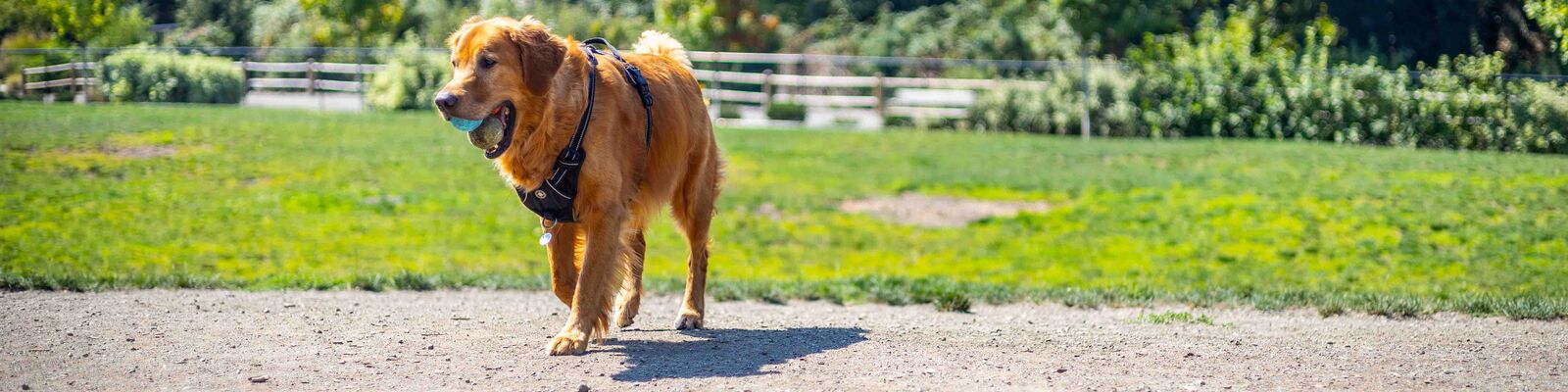 Dog carrying toys runs through off-leash dog park in Bellevue