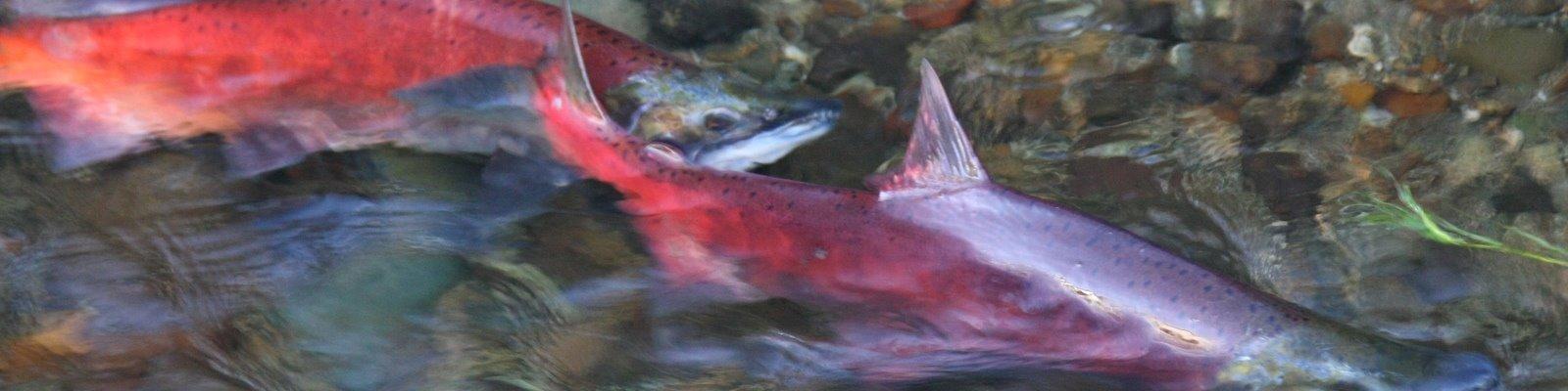 Kokanee Banner ver 1.jpg Kokanee Banner ver 1.jpg