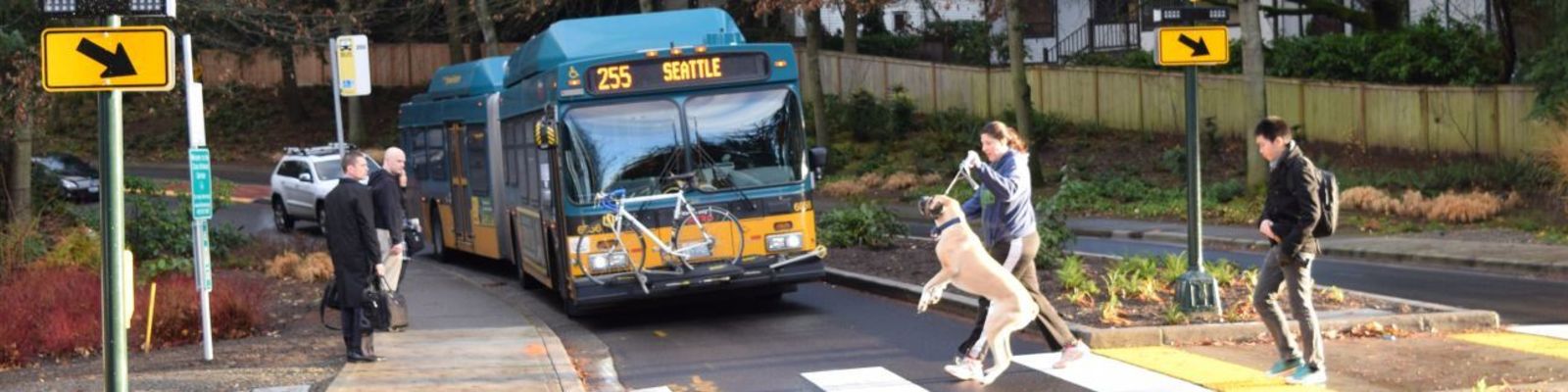 Image of people and a leashed dog in a mid-block crossing with bus waiting for them to pass