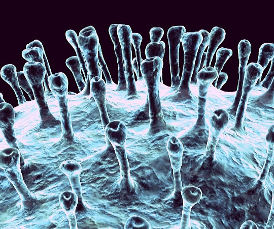 Visualization of coronavirus