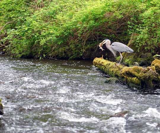 A heron eats a peamouth minnow in a Bellevue stream.
