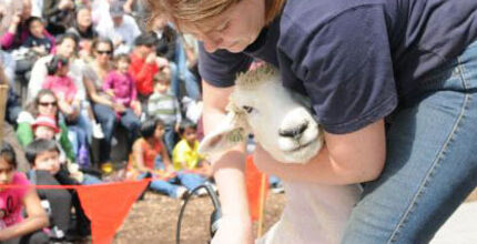 A sheep is shorn on stage.