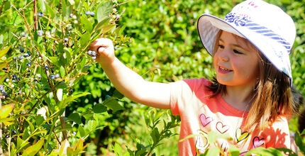 A young girl picks blueberries.