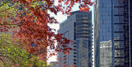 High-rise commercial and residential buildings stand in downtown Bellevue, with a maple tree in front of them.