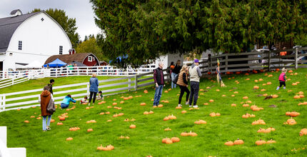 People pick pumpkins from a field where they are strewn around. A barn is in the background.