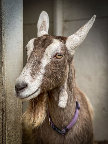 image of brown and white goat, facing camera