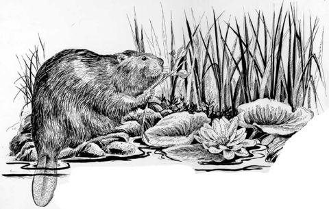 Black and white drawing of a beaver