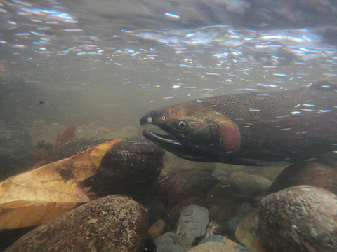 image of salmon, under water 