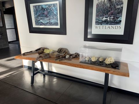 image of table with fur pelts and animal skulls displayed for education purposes